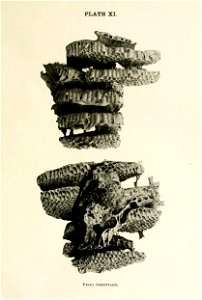 Picture from book Indian Insect Life: a Manual of the Insects of the Plains by Harold Maxwell-Lefroy. photo