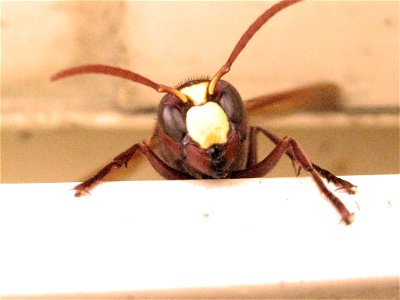 Face of an Oriental Wasp. 
צולם ע"י אבינועם (קוקו) מיכאלי בגן לאומי מצדה 16.09.06

Taken by Avinoam (koko) Michaely, MASADA - Nationat Park, Israel 16.09.06