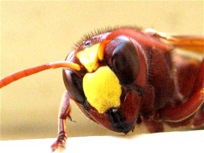 Face of an Oriental Wasp. 
צולם ע"י אבינועם (קוקו) מיכאלי בגן לאומי מצדה 16.09.06

Taken by Avinoam (koko) Michaely, MASADA - Nationat Park, Israel 16.09.06