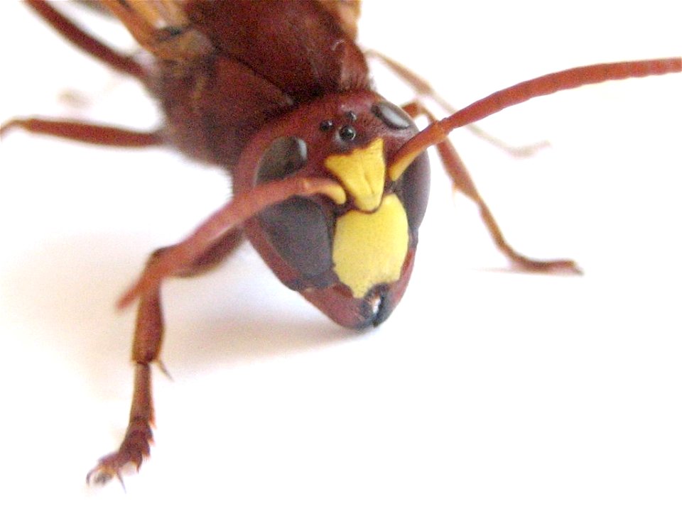 Head of an Oriental Wasp. 
צולם ע"י אבינועם (קוקו) מיכאלי בגן לאומי מצדה 16.09.06

Taken by Avinoam (koko) Michaely, MASADA - Nationat Park, Israel 16.09.06