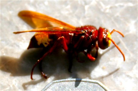 Photograph of Vespa orientalis originally with a 50 pence coin for scale. Coin has been cropped from image for violating Crown copyright.