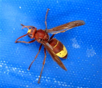 Orientalische Hornisse (Vespa orientalis) in Side, Region Antalya, Türkei