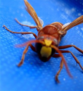 Orientalische Hornisse (Vespa orientalis) in Side, Region Antalya, Türkei