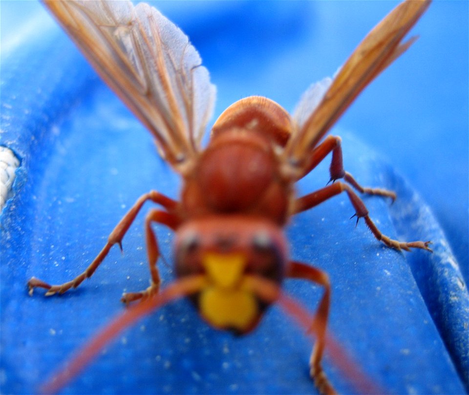 Orientalische Hornisse (Vespa orientalis) in Side, Region Antalya, Türkei