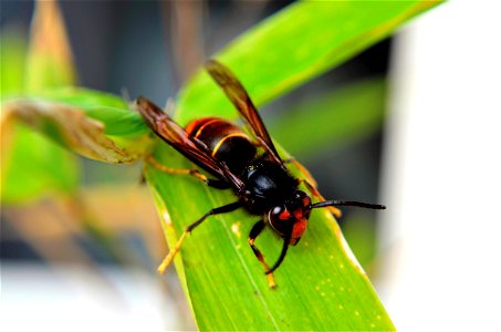 Vespa velutina (Frelon asiatique) sur une feuille de bambou à Poitiers (Union Européenne - FR).
