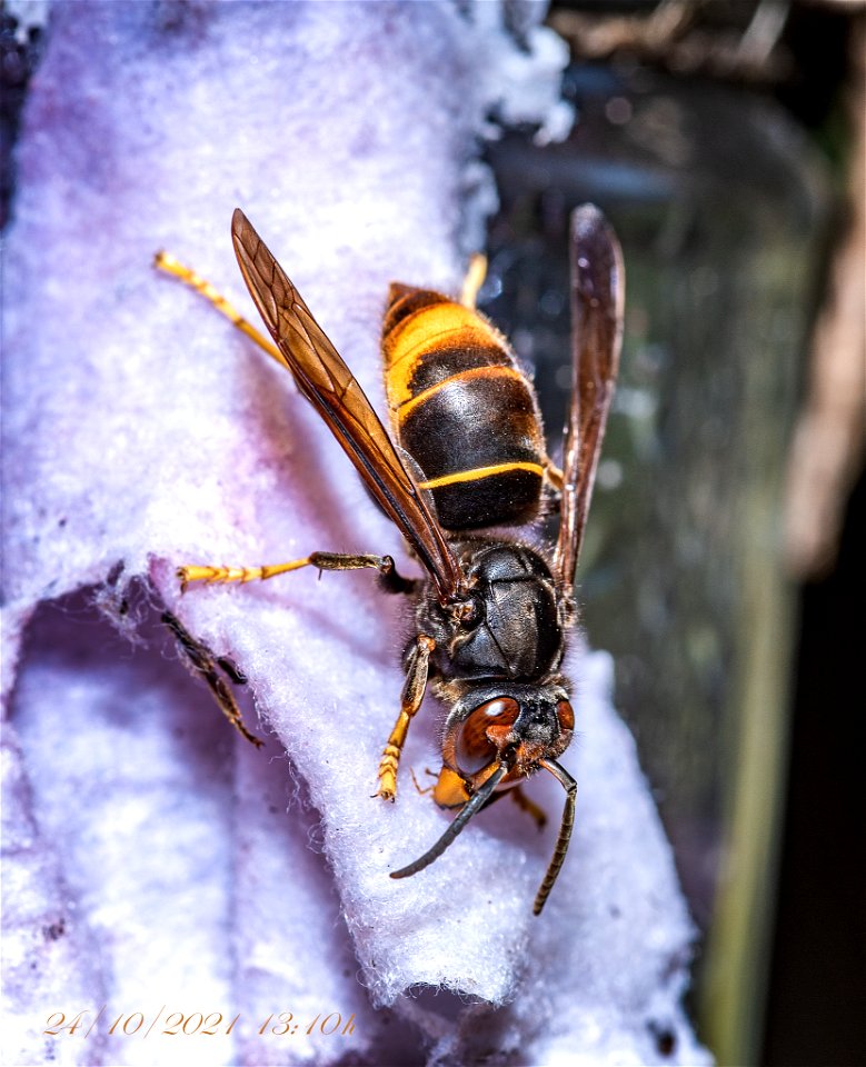Yellow-legged Hornet (Vespa velutina)