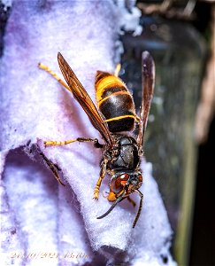 Yellow-legged Hornet (Vespa velutina)