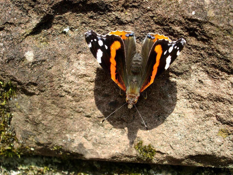 Admiral (Vanessa atalanta) in der Schwetzinger Hardt