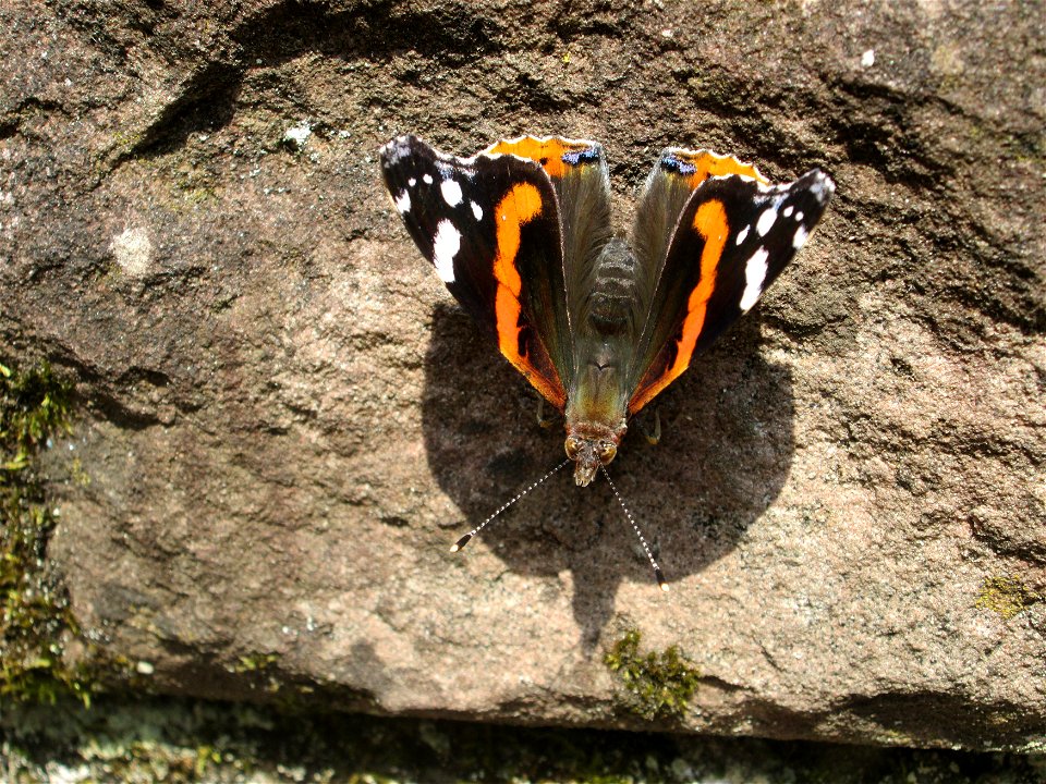 Admiral (Vanessa atalanta) in der Schwetzinger Hardt photo