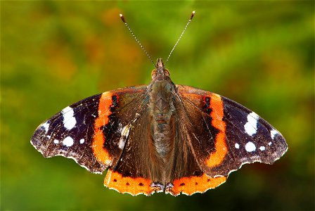 An adult specimen of Vanessa atalanta – commonly known as the . Its wingspan is about 60 mm and it must have survived a predator's attack, since the left wing was seriously damaged.