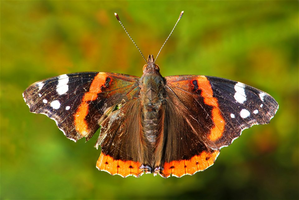 An adult specimen of Vanessa atalanta – commonly known as the . Its wingspan is about 60 mm and it must have survived a predator's attack, since the left wing was seriously damaged.