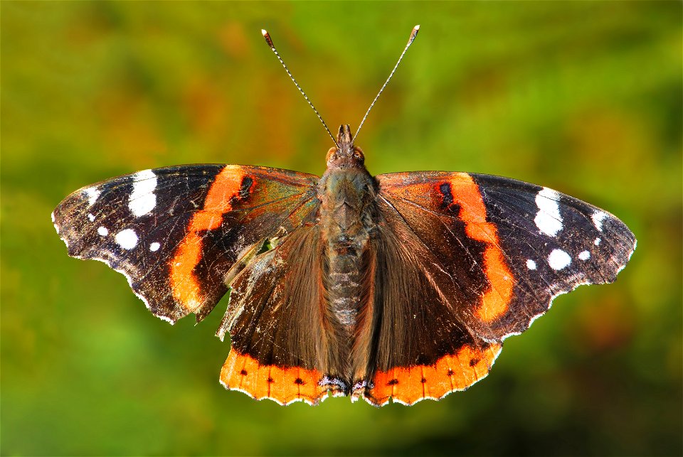 An adult specimen of Vanessa atalanta – commonly known as the . Its wingspan is about 60 mm and it must have survived a predator's attack, since the left wing was seriously damaged. photo