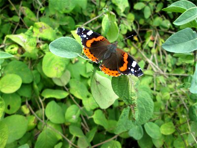 Admiral (Vanessa atalanta) im Naturschutzgebiet Falkenlay bei Kennfus photo