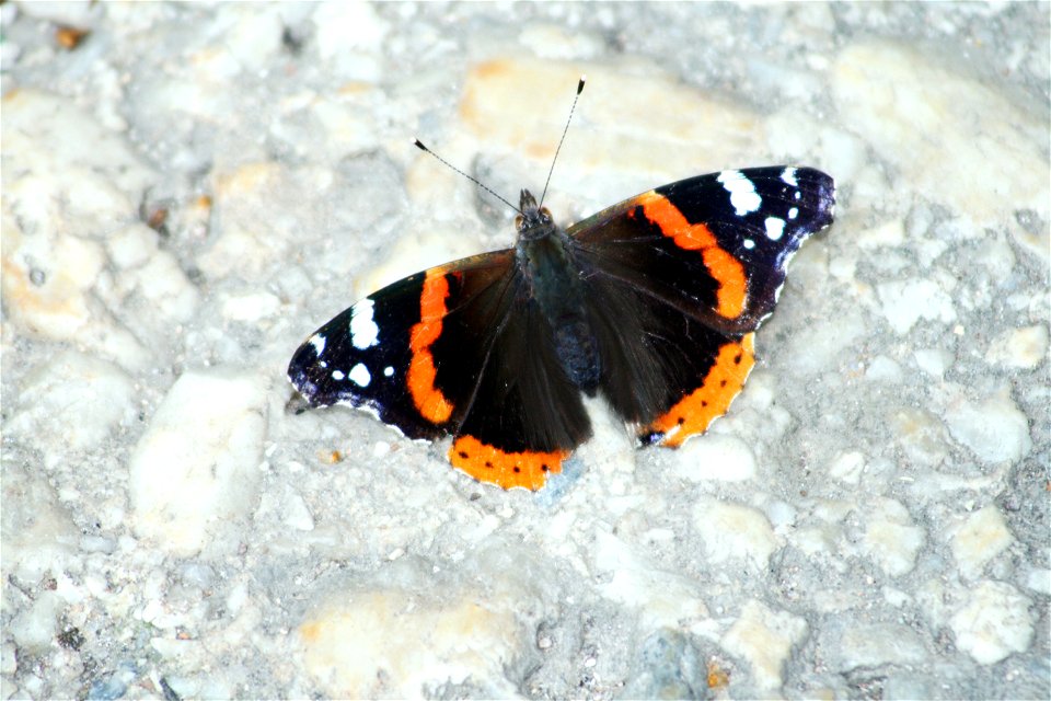 Vanessa atalanta  babočka admirál
Photo Czech republic July 2007

Author= Karelj