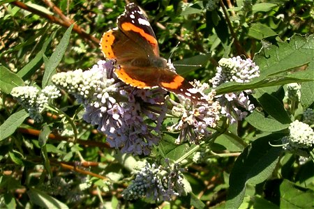 Photo of Buddleja officinalis flowers with Red Admiral butterfly nectaring. Photo taken in Portchester, England. photo