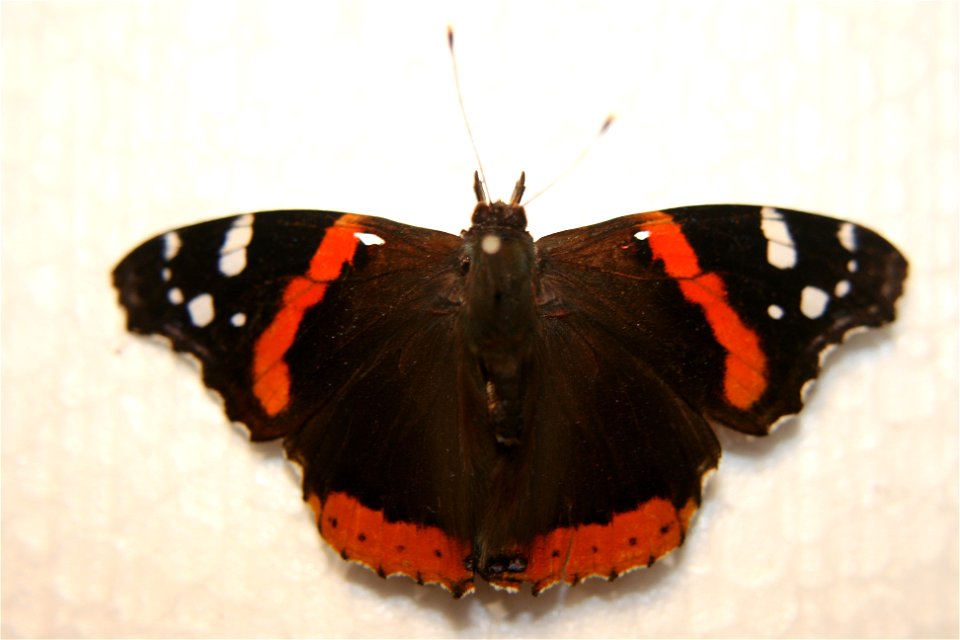 A Vanessa atalanta in the Enos collection. Caught August 21st, 2007.