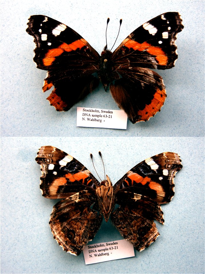 SWEDEN.  Stockholm,  MPE 2003, Cladistics 2003, BJLS 2005, PRS 2009, SystEnt 2011, PRS 2012,  Exemplar,  <a href="http://nymphalidae.utu.fi/story.php?code=NW63-21" rel="nofollow">see in our data