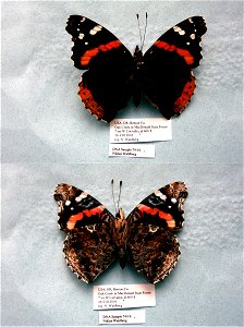 UNITED STATES OF AMERICA. Benton Co., OR, SystEnt 2011, <a href="http://nymphalidae.utu.fi/story.php?code=NW74-16" rel="nofollow">see in our database</a> photo