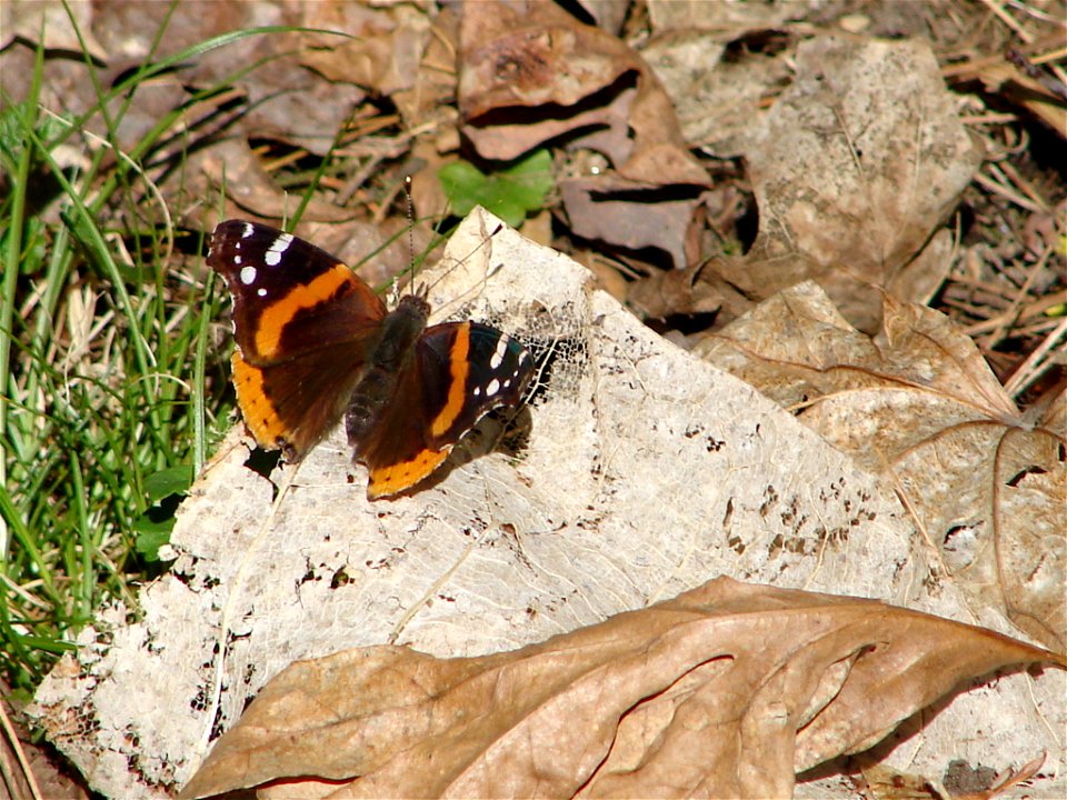 This is a photo of a red admiral butterfly that I took at the Emily Dickinson Homestead.