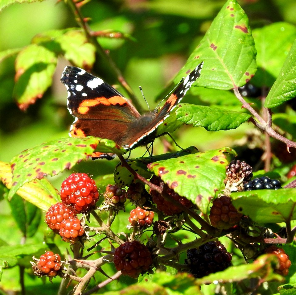 Lackford Lakes, Suffolk