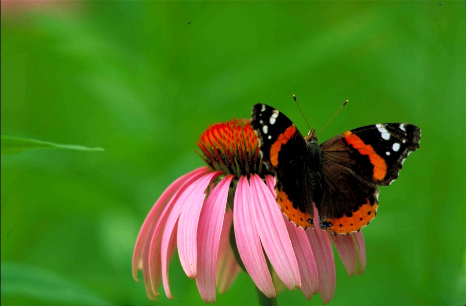 Image title: Red admiral butterfly vanessa atalanta Image from Public domain images website, http://www.public-domain-image.com/full-image/fauna-animals-public-domain-images-pictures/insects-and-bugs- photo
