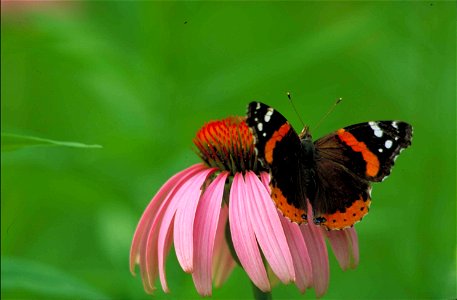 Image title: Red admiral butterfly vanessa atalanta
Image from Public domain images website, http://www.public-domain-image.com/full-image/fauna-animals-public-domain-images-pictures/insects-and-bugs-