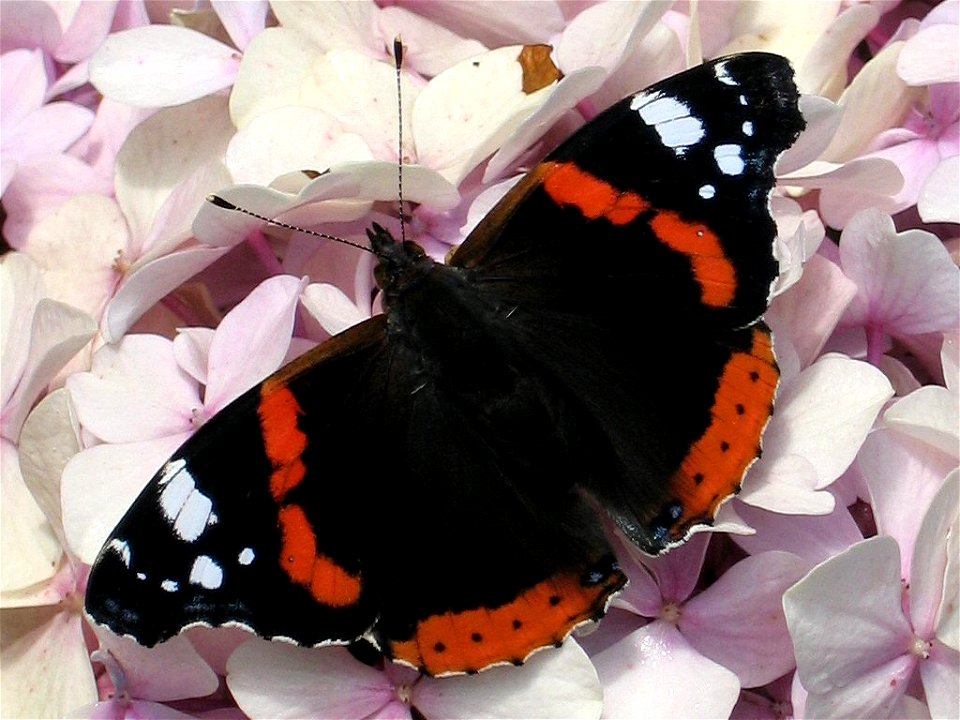 Vanessa atalanta, picture taken by Tim Bekaert, August 20, 2004, Belgium.