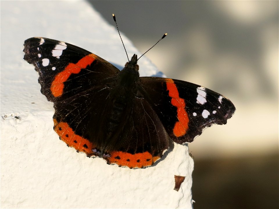 Butterfly Vanessa atalanta on a wall at Capbreton (Landes, France).