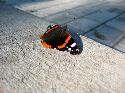 Бабочка адмирал на бетонном покрытии