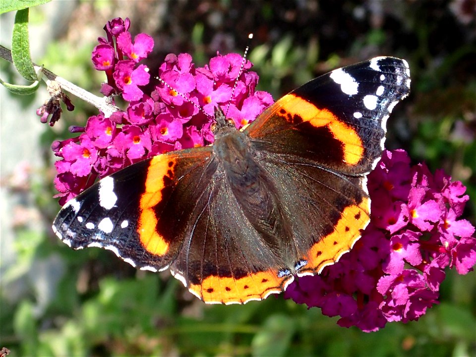 Red Admiral (Vanessa atalanta) in Sweden