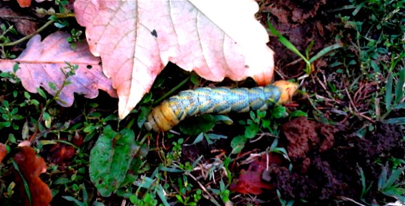 Acherontia atropos caterpillar near Florence, Italy photo