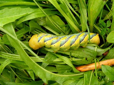 Unidentified caterpillar (seen in Bavaria).
