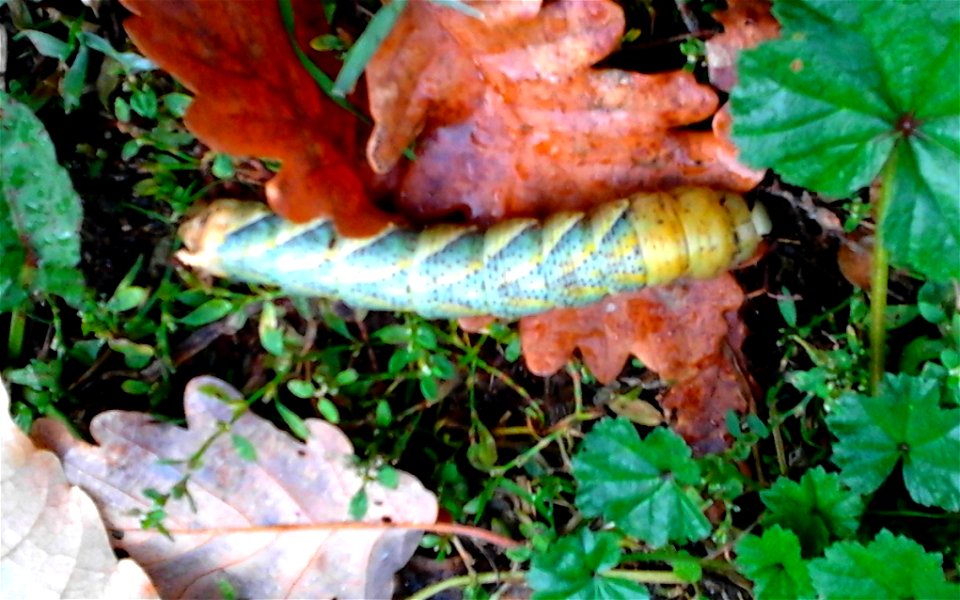 Acherontia atropos caterpillar near Florence, Italy photo