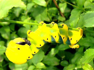 The larva (caterpillar) of the Death'-head Hawk Moth (Acherontia atrpopos)