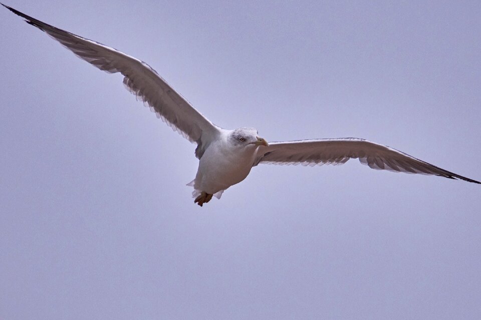 Flight span animal world