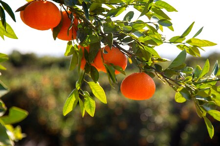 Citrus fruit tropical