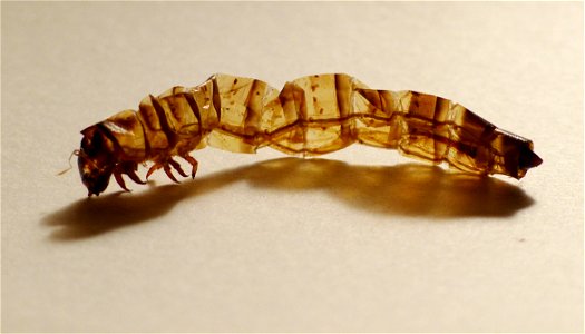 A superworm's exuvia