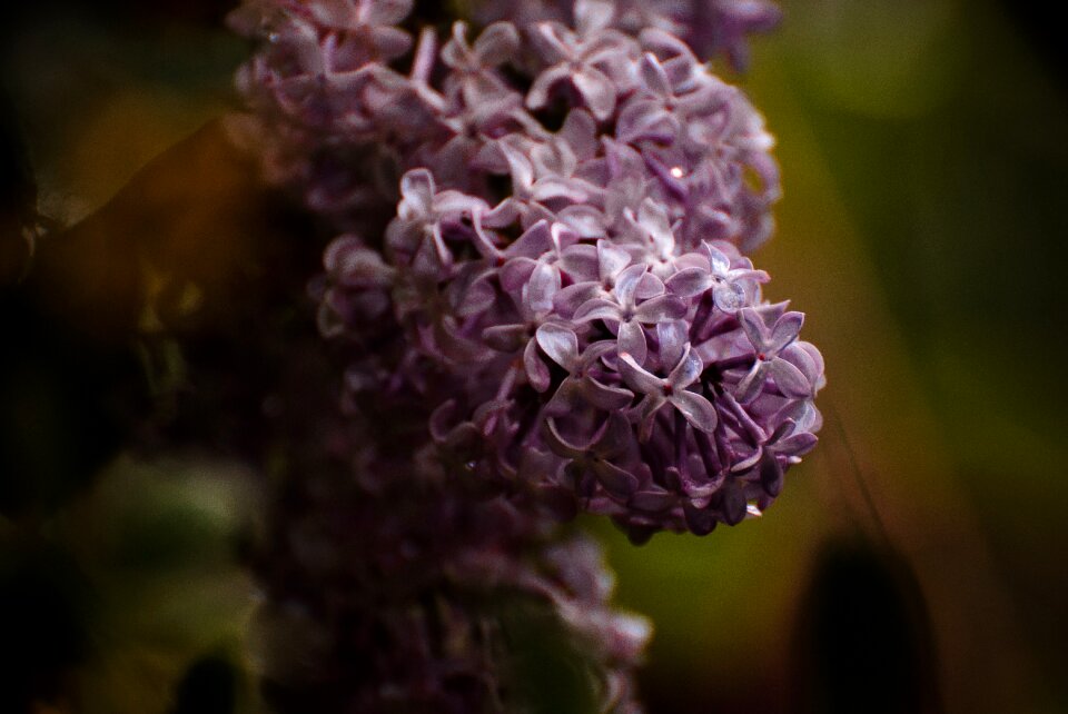 Rain flowers wet