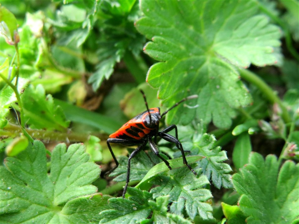 Gemeine Feuerwanze (Pyrrhocoris apterus) in Hockenheim