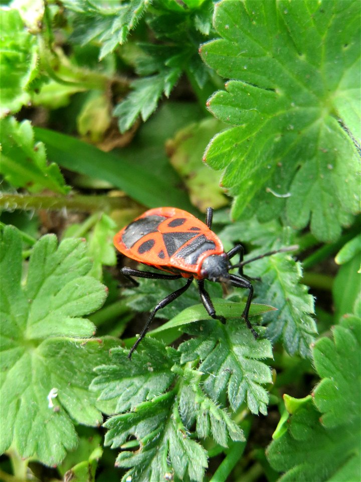 Gemeine Feuerwanze (Pyrrhocoris apterus) in Hockenheim