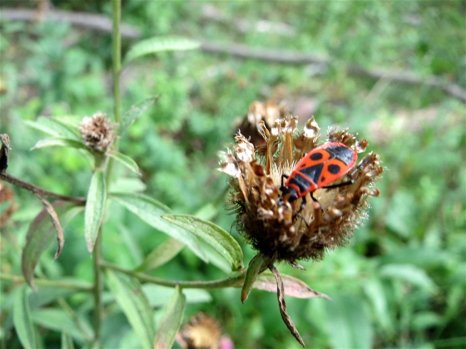 Gemeine Feuerwanze (Pyrrhocoris apterus) auf einer Flockenblume an einem Randstreifen der Rheinbahn in der Schwetzinger Hardt