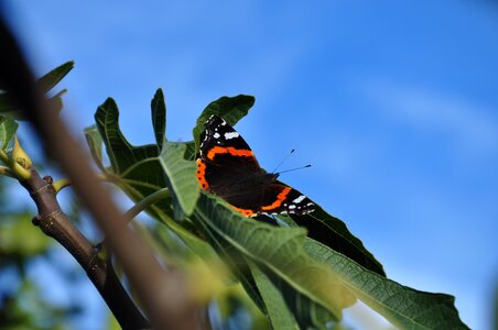 Fig tree insect wing