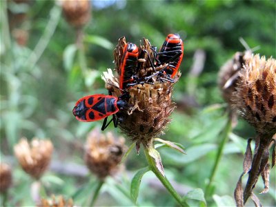 Gemeine Feuerwanze (Pyrrhocoris apterus) auf einer Flockenblume (Centaurea stoebe) an einem Randstreifen der Rheinbahn in der Schwetzinger Hardt. Zwei der Wanzen stecken kopfüber im schon länger verbl