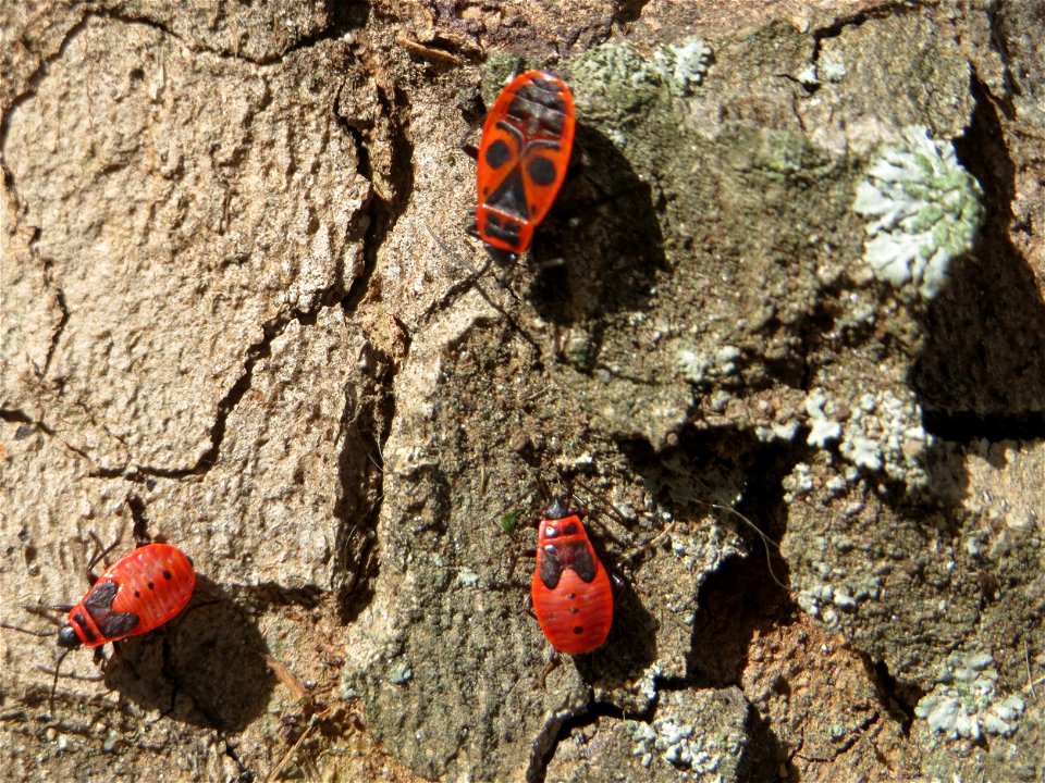 Gemeine Feuerwanze (Pyrrhocoris apterus) in Schwetzingen