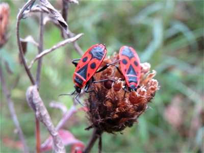 Gemeine Feuerwanze (Pyrrhocoris apterus) auf einer Flockenblume an einem Randstreifen der Rheinbahn in der Schwetzinger Hardt