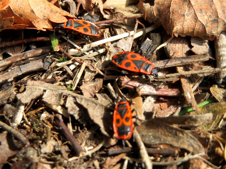 Gemeine Feuerwanze (Pyrrhocoris apterus) in der Schwetzinger Hardt photo