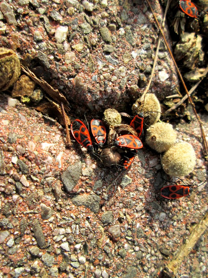 Pyrrhocoris loves Tilia: Gemeine Feuerwanze (Pyrrhocoris apterus) an Früchten der Winterlinde (Tilia cordata) in Hockenheim