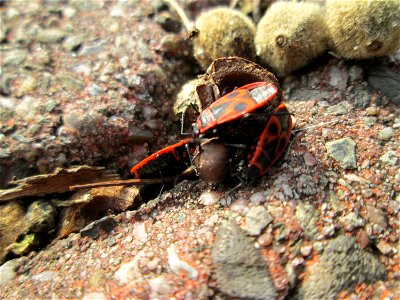 Pyrrhocoris loves Tilia: Gemeine Feuerwanze (Pyrrhocoris apterus) an Früchten der Winterlinde (Tilia cordata) in Hockenheim photo