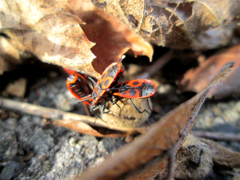 Pyrrhocoris loves Tilia: Gemeine Feuerwanze (Pyrrhocoris apterus) an Früchten der Winterlinde (Tilia cordata) in Hockenheim