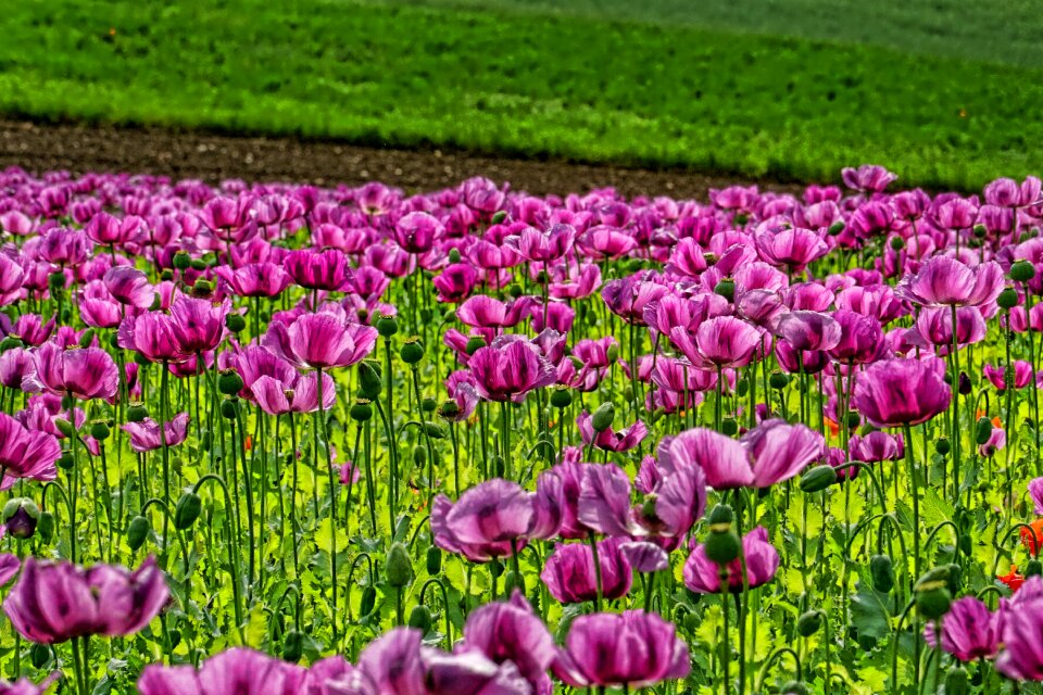 Purple thriving mohnfeld poppy flower